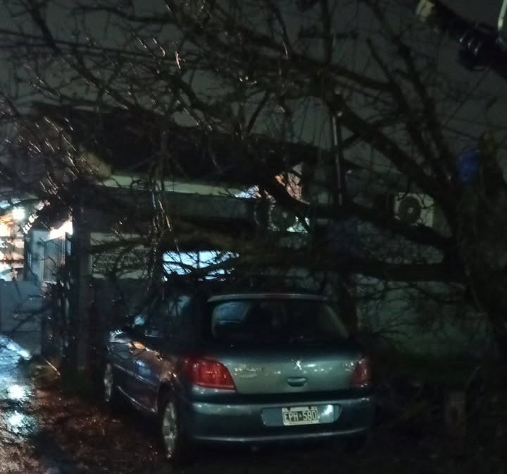 Tormenta: Árboles caídos y abundante agua como consecuencia del temporal nocturno